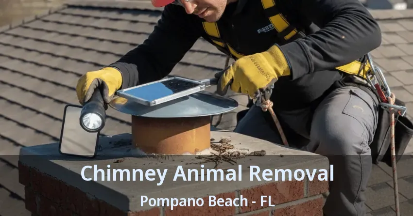 Chimney Animal Removal Pompano Beach - FL